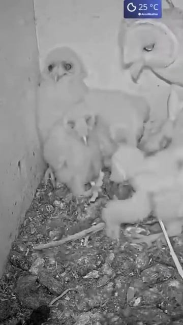 Short: dad brings dinner смотреть онлайн