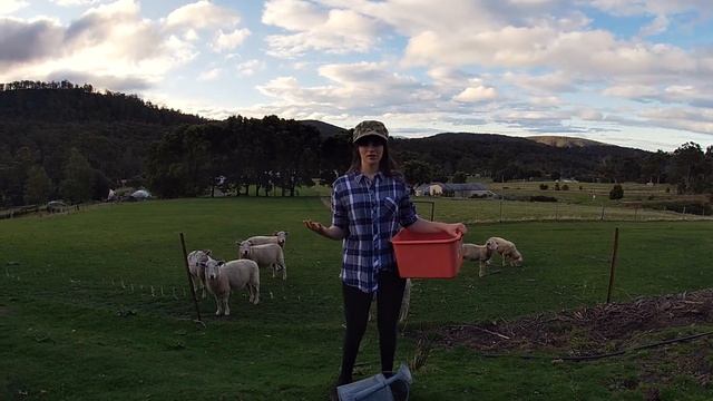 How to know if your sheep are pregnant смотреть онлайн