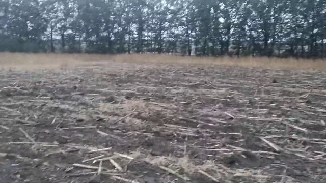 Итоги уборки подсолнуха 2020 года. смотреть онлайн