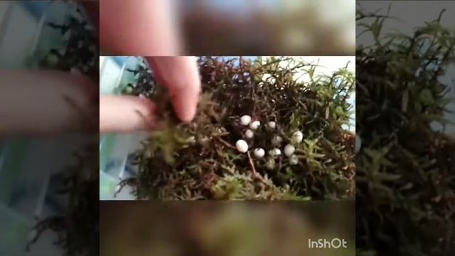 Вторая кладка Иммакулят. Что будет с улитятами?🐌🥚 смотреть онлайн