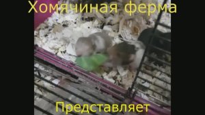 Рыжкины малыши с капустой