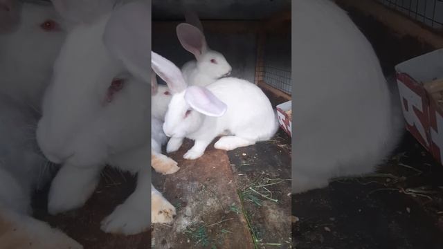 Крольчатам 21 день смотреть онлайн