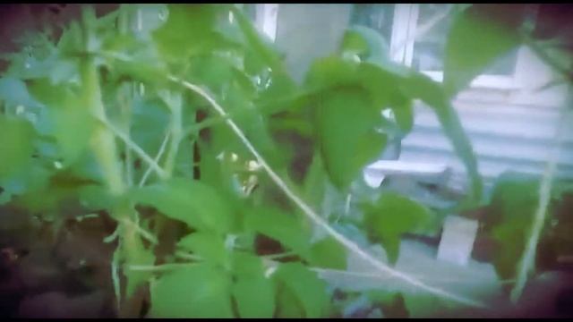 КАК ВЫРАСТИТЬ ДВУХМЕТРОВЫЕ ПОМИДОРЫ БЕЗ ХИМИИ смотреть онлайн