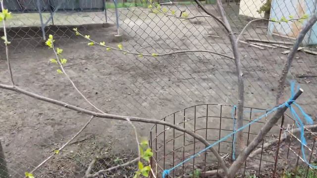 Хурма Виргинка из косточки, как отличить от сортовой. смотреть онлайн