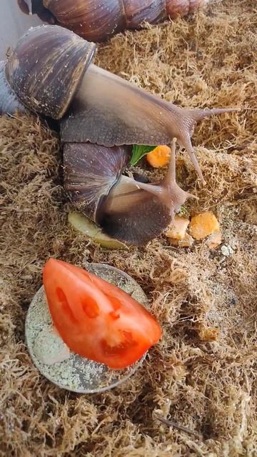 #snails #ахатинафулика #ахатины #animal #улитка смотреть онлайн