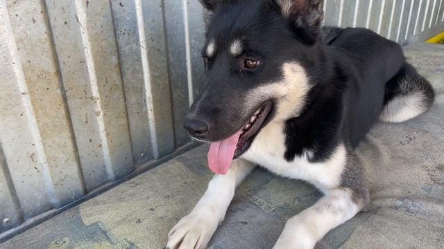 Animal rescue/ Nora the Siberian Husky epileptic смотреть онлайн