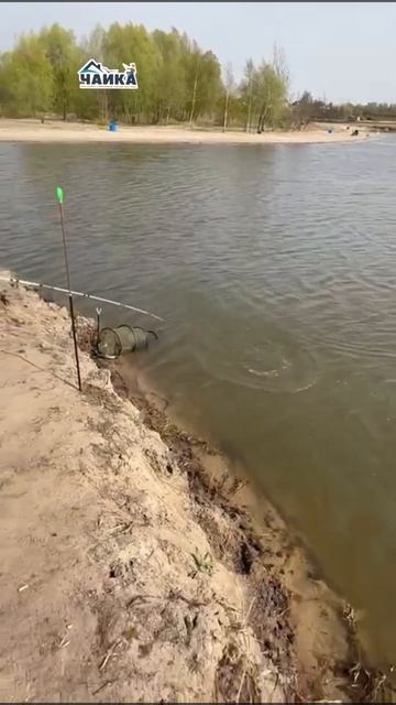 Утренние поимки в видео обзоре на РК «Чайка». смотреть онлайн