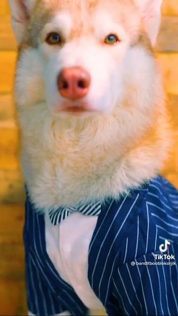 Хаски Бублик Говорящая Собака 🐶 смотреть онлайн