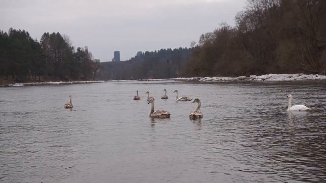 Swans in Spring / Лебеди весной / Gulbės pavasarį [e] смотреть онлайн