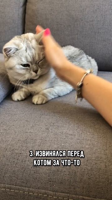 Тест на настоящего кошатника #кот #коты #shorts смотреть онлайн