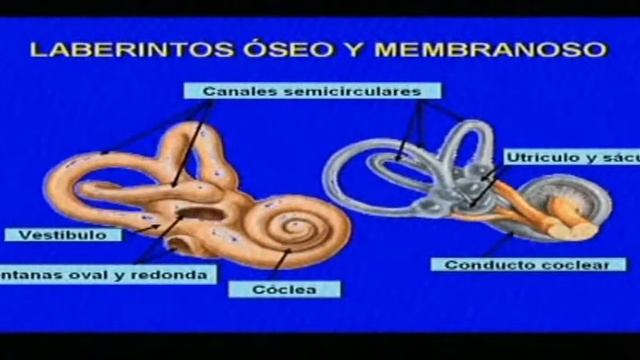 MORFO 2 CLASE 14 смотреть онлайн