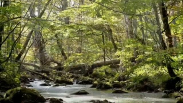 ORACIÓN DE SANTA BRIGIDA DURANTE 12 AÑOS смотреть онлайн