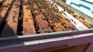 как в апреле расширить гнездо пчел чтобы пчелы не роились - ответы на вопросы , 15.04.2025