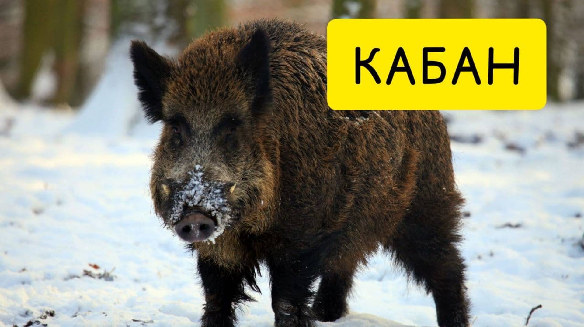 К чему снится КАБАН или кабан ВО СНЕ. Толкование сна. Сонник смотреть онлайн