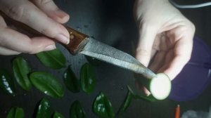Как легко и быстро укоренить лист замиокулькаса Зензи. Универсальный способ