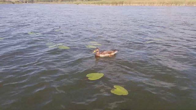 Утка почти ручная. смотреть онлайн