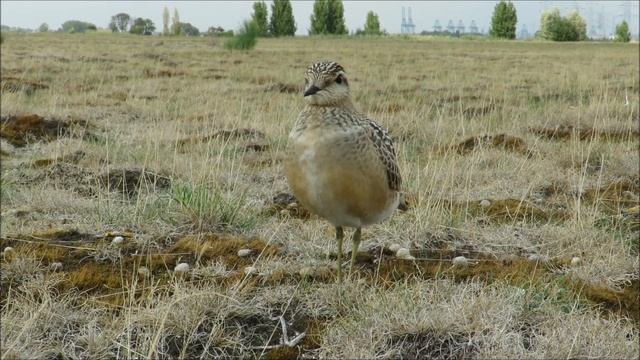 Juvenile Eurasian Dotterel - Eudromias morinellus - Morinelplevier / Doel - Belgium / 28-8-2018 смотреть онлайн