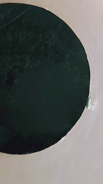 Yellow-headed Ravenous Weevil | #shorts смотреть онлайн