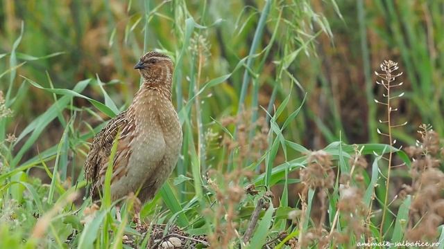 Common quail (Coturnix coturnix) singing / Prepelița cântând смотреть онлайн