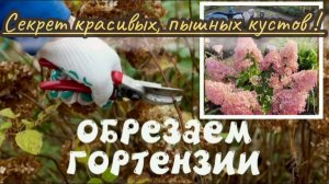 Обрезка метельчатой гортензии