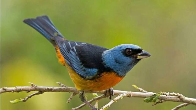 Siete Colores/Naranjero Canto - Blue And Yellow Tanager Bird Song - Thraupis Bonariensis смотреть онлайн