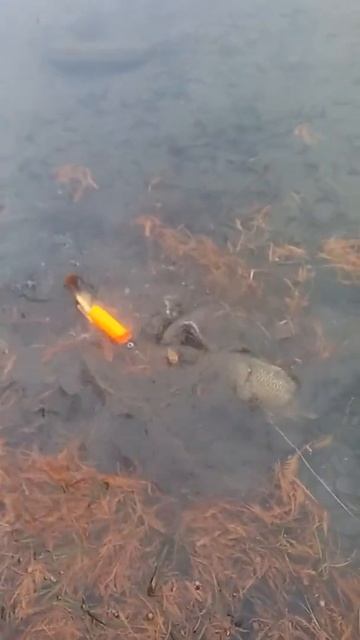 Рыбалка в декабре на карпа на реке смотреть онлайн