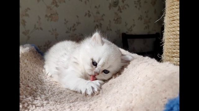 Котёнок серебристая шиншилла смотреть онлайн