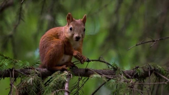Самое короткое видео в мире! смотреть онлайн