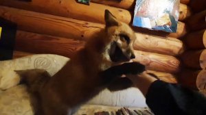 Лиса-Алиса. Лиса ловит руку на диване