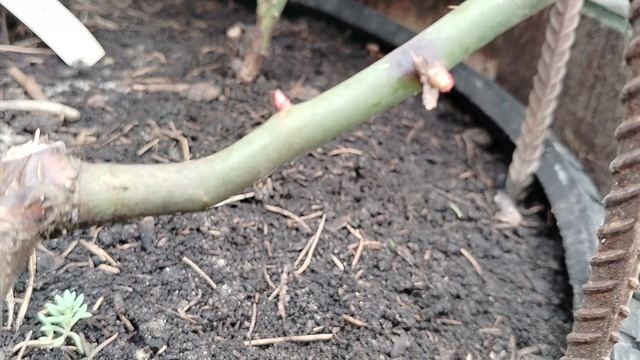 Как перезимовали розы в бесснежную зиму 2025, заглянула под укрытия в апреле. смотреть онлайн