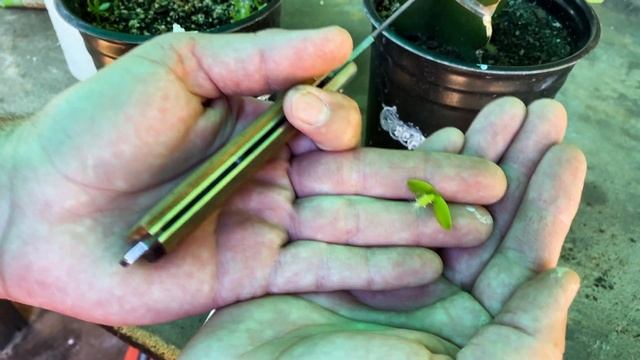 TIP GRAFTING ASUNTA SEEDLING and UPDATES on My other TIP GRAFTS смотреть онлайн