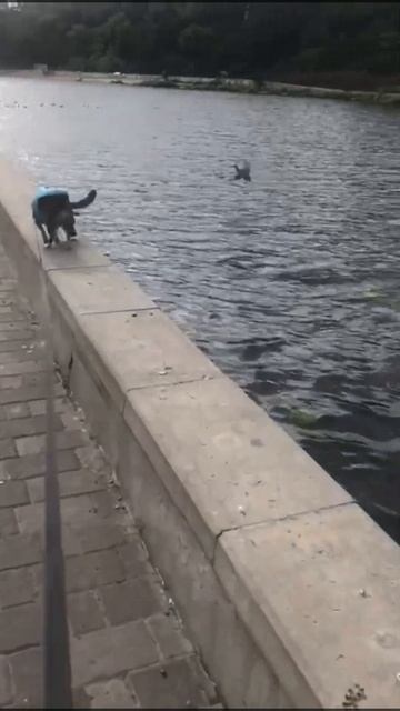 9 сентября 2022 г.ЛАСКА ГРОЗА УТОК. смотреть онлайн