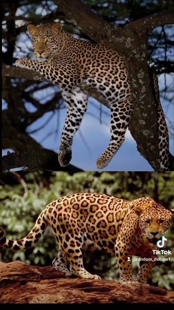 Jaguar vs All Wild Cats #Jaguar #Lion #Tiger #Leopard #Cheetah #Snowleopard + More смотреть онлайн