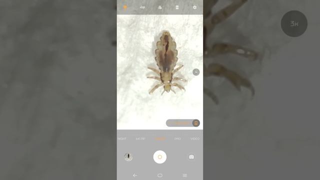 Human Lice смотреть онлайн