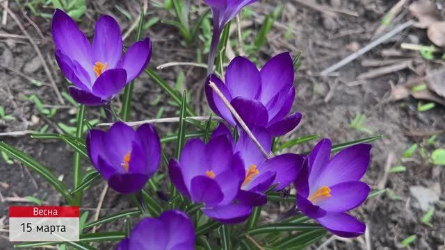 А-ля сад! Дневник наблюдений. Часть 2. смотреть онлайн