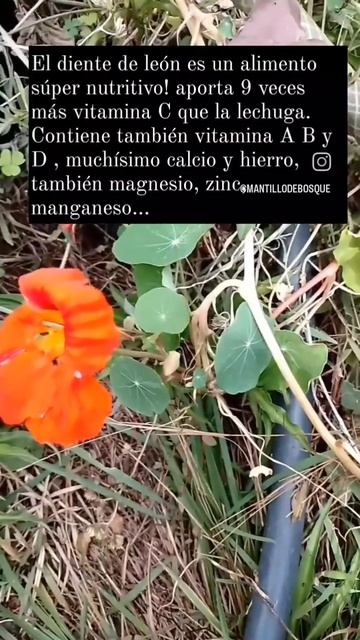Soberanía alimentaria | Plantas silvestres y de la huerta | Alimentacion que sana y previene смотреть онлайн