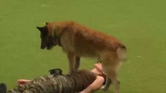 САМАЯ УМНАЯ СОБАКА!👍👍👍МОЛОДЕЦ!👍👍👍👏👏👏 смотреть онлайн