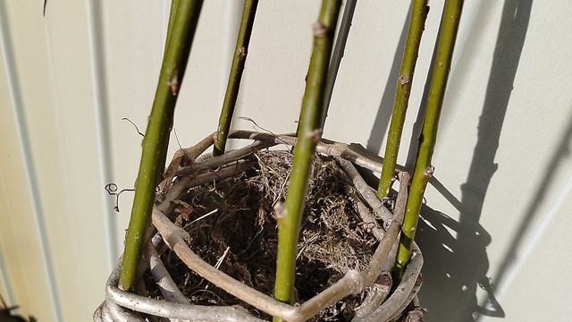 Сердечки для сада из виноградной лозы. 2025 смотреть онлайн