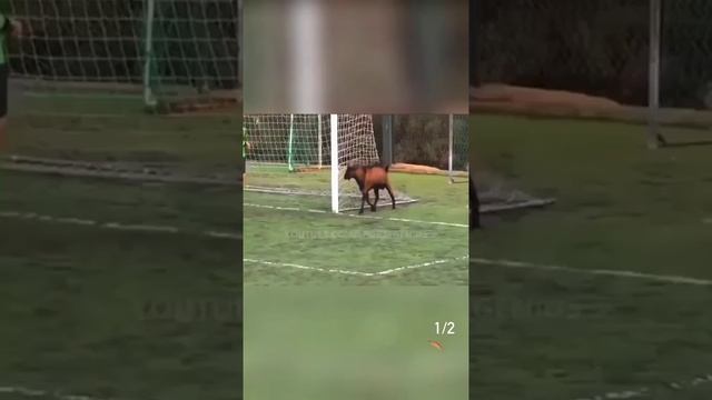 Джавид новая озвучка смотреть онлайн