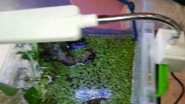 MONTAJE ACUATERRARIO TRITÓN!POR MENOS DE 30e!GUÍA de CUIDADOS! смотреть онлайн