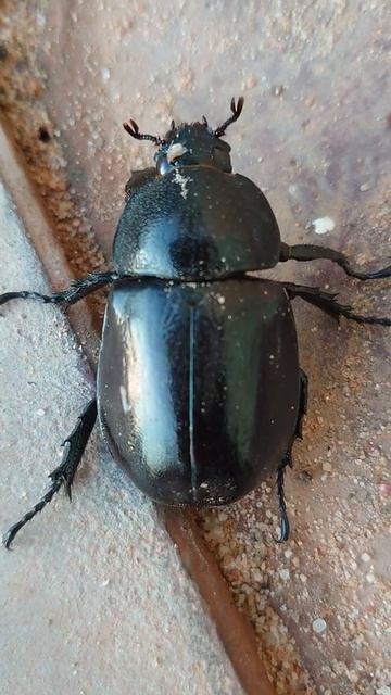 Life Beetle placed to . #shorts смотреть онлайн