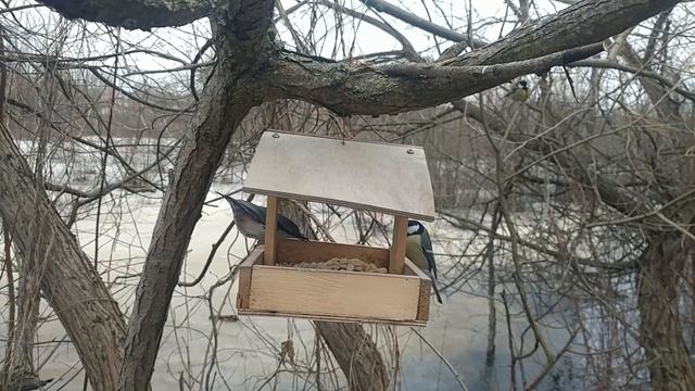 нерешительный дятел на кормушке смотреть онлайн