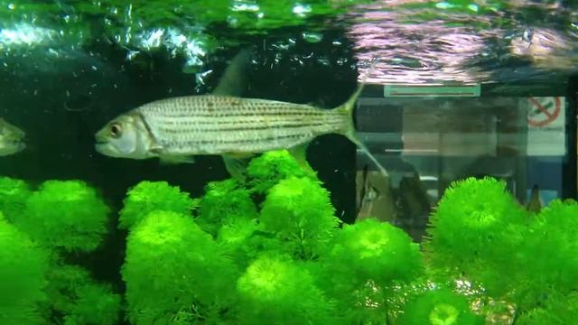 Hydrocynus Planetfish смотреть онлайн