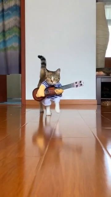 Неделя мурняшной моды, лайки приветствуются! часть 2 #shorts #животные #кошки #animals смотреть онлайн