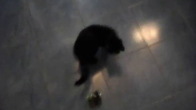 Кот сошел с ума) смотреть онлайн