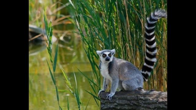 Эти забавные зверюшки смотреть онлайн