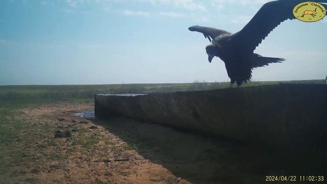 Черные грифы прилетели в Астраханскую область смотреть онлайн