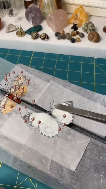 Preserving a dead Calypso white butterfly #entomology #naturalwonders #insects #responsiblysourced смотреть онлайн