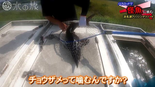 【浜名湖フィッシングリゾート】ルアーに怪魚がヒットし、アドレナがブチ曲がる…!!　後編【水の旅＃ １５８】 смотреть онлайн