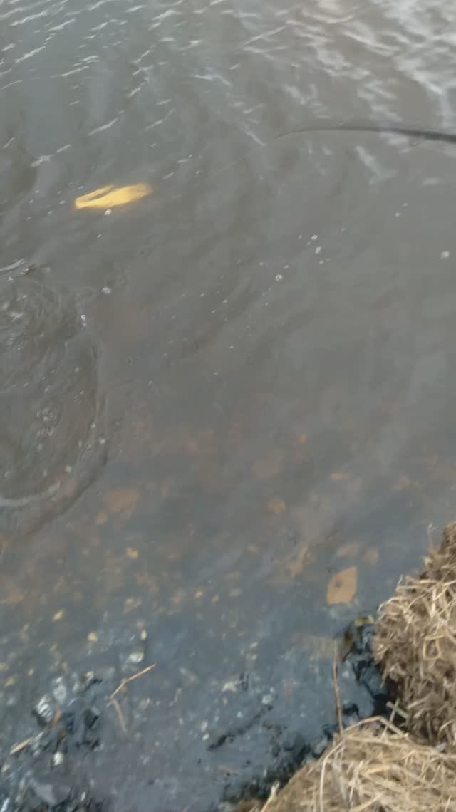 ОТКРЫТИЕ, КРАСНОПЕР.